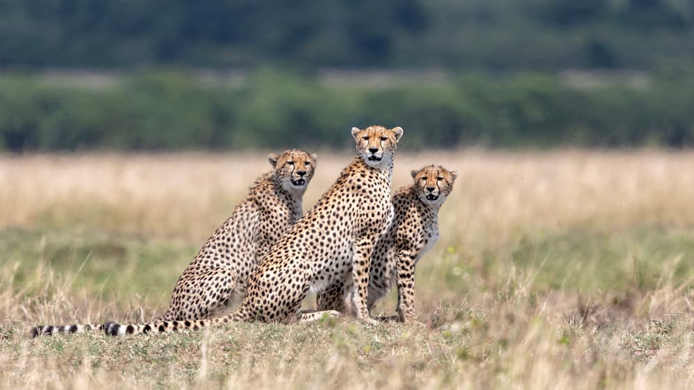 Three Cheetahs on Safari by Alessandro Catta — canvas wall art