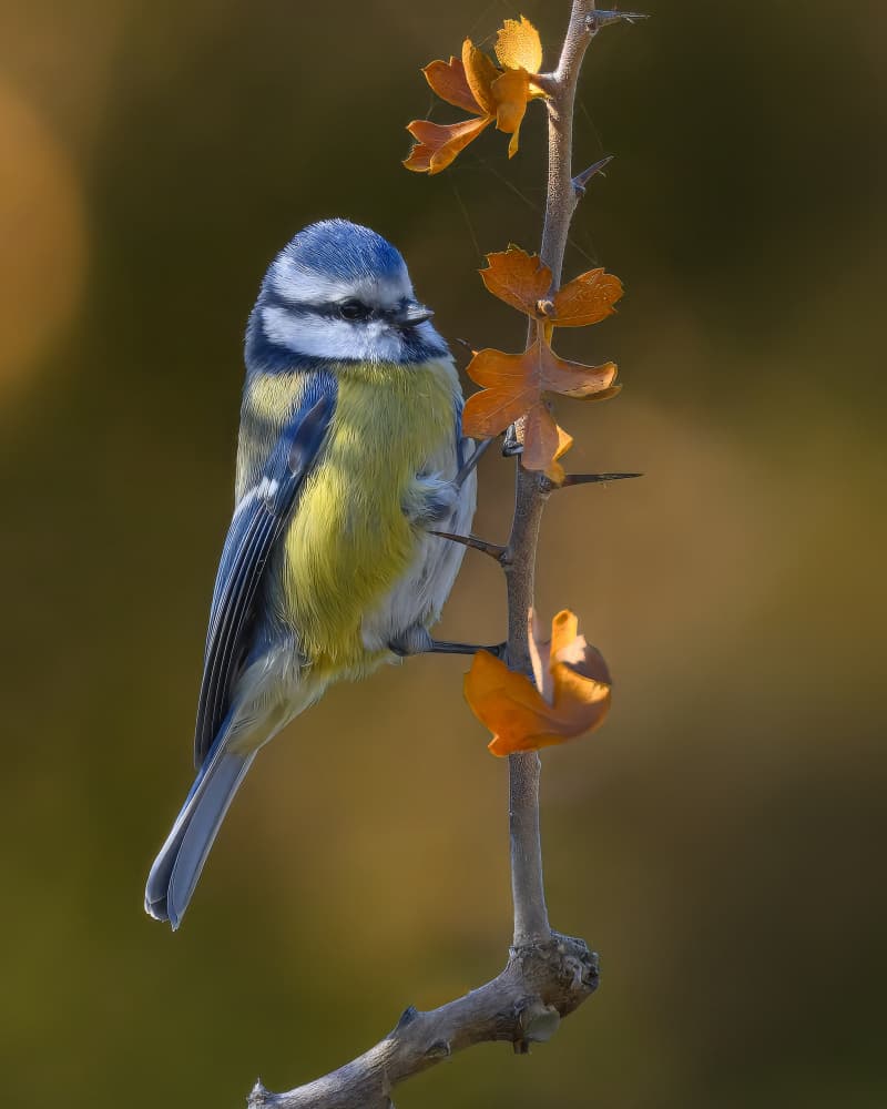 Autumn Blue Tit Perched by Ahmed Elsheshtawy — canvas wall art