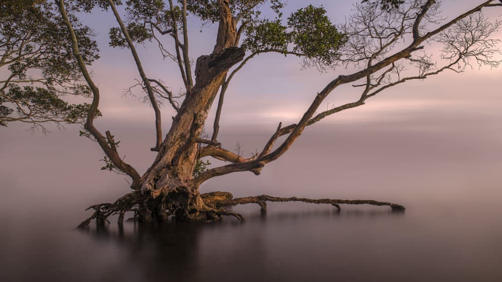 Misty Tree Reflections by Emanuel Papamanolis — canvas wall art