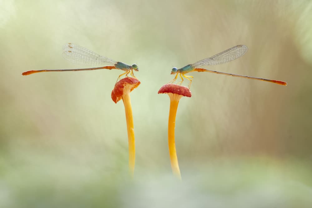 Delicate Damselfly Mushrooms by Abdul Gapur Dayak — canvas wall art