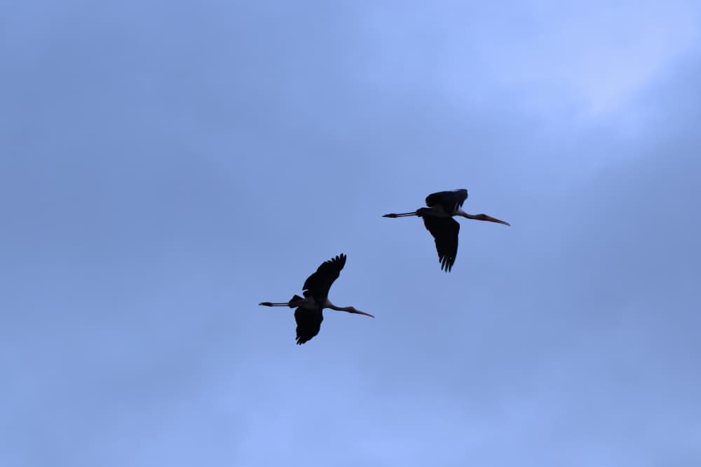 Skyward Soar by Santhosh ch — canvas wall art