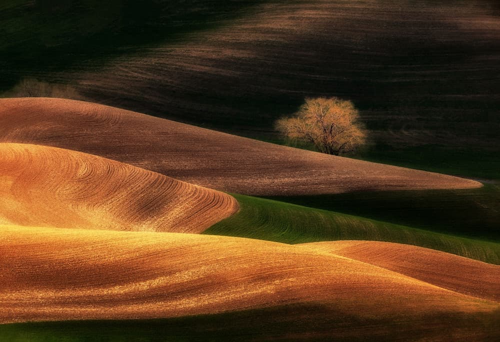Rolling Fields Solitary Tree by Leechee Z — canvas wall art