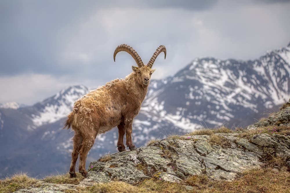 Wild Mountain Ibex Gaze by Judith Kuhn — canvas wall art