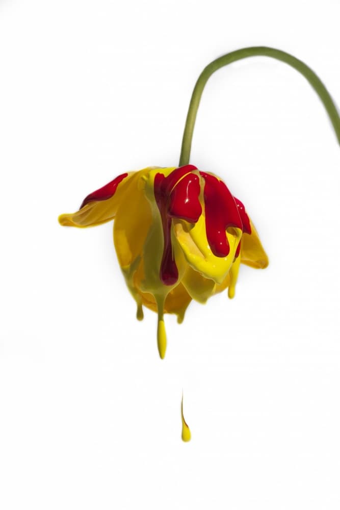 Red Drips Yellow Flower by Kent Mathiesen — canvas wall art