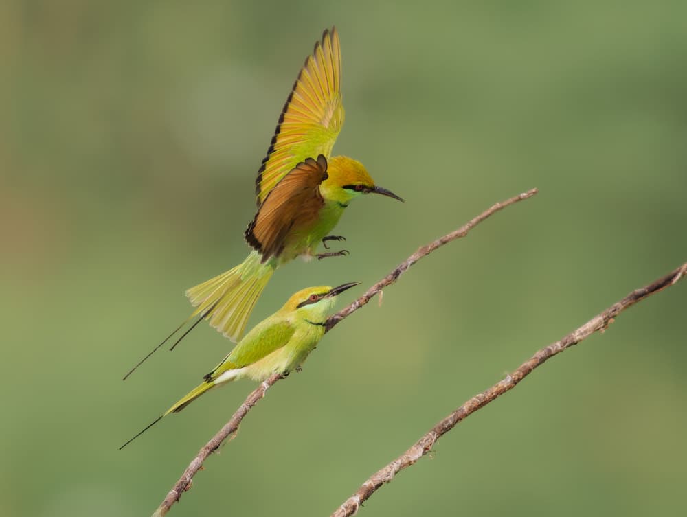 Green Bee-eaters Landing by Rajat Dhesi — canvas wall art