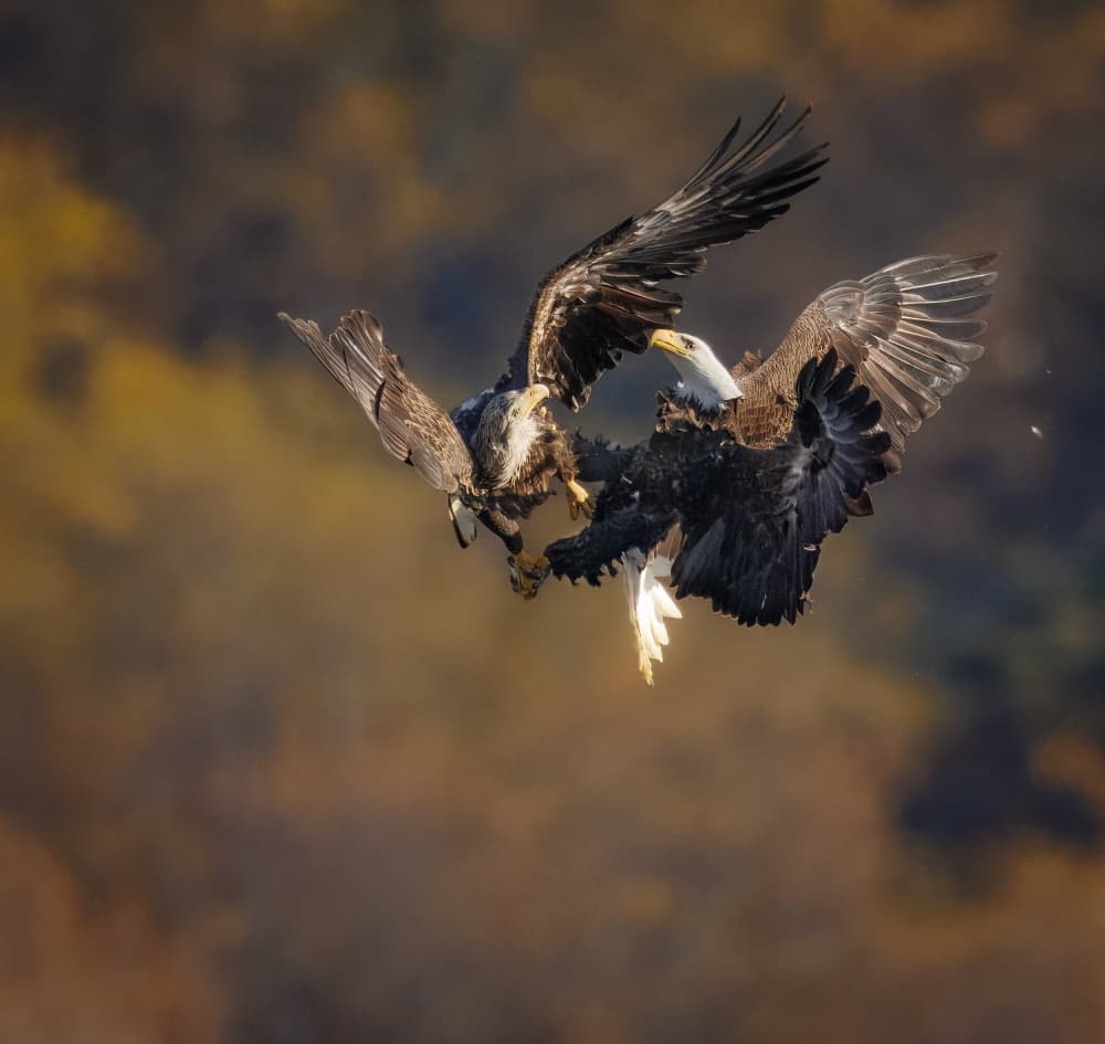 Dynamic Eagle Battle by Eugene Zhu — canvas wall art
