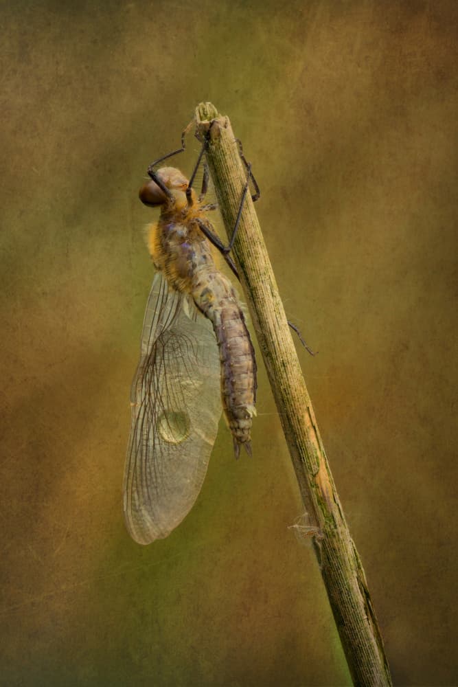 Delicate Dragonfly Emerging by Liliane Lathouwers — canvas wall art