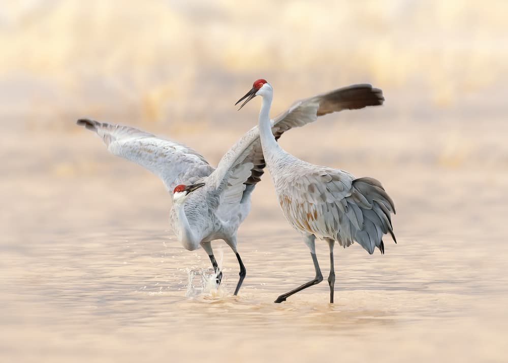 Sandhill Crane Dance by James Lu — canvas wall art