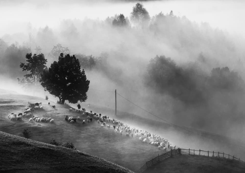 Misty Morning Shepherd by Sveduneac Dorin Lucian — canvas wall art