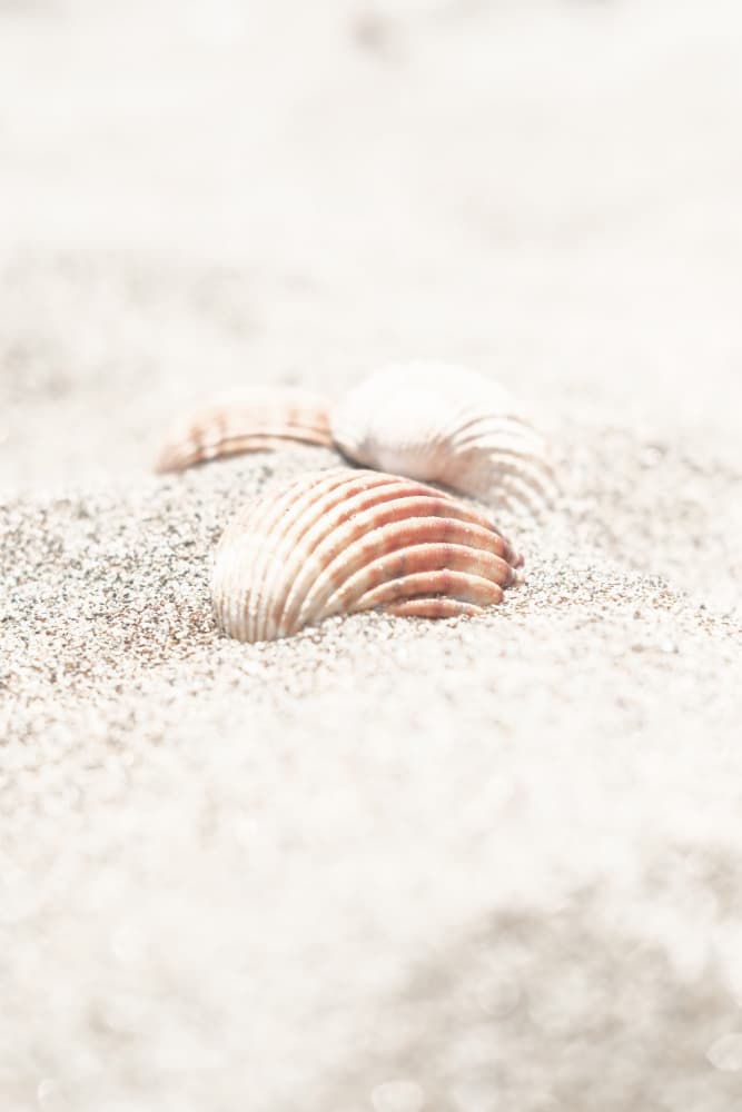 Summer Beach Shells by Pictufy Studio III — canvas wall art