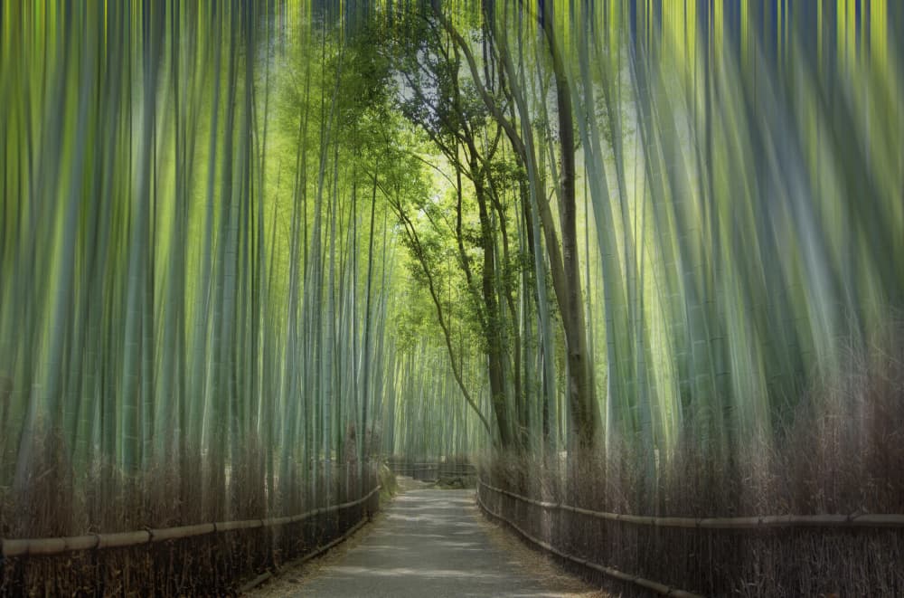 Arashiyama Bamboo Path by Tomoshi Hara — canvas wall art