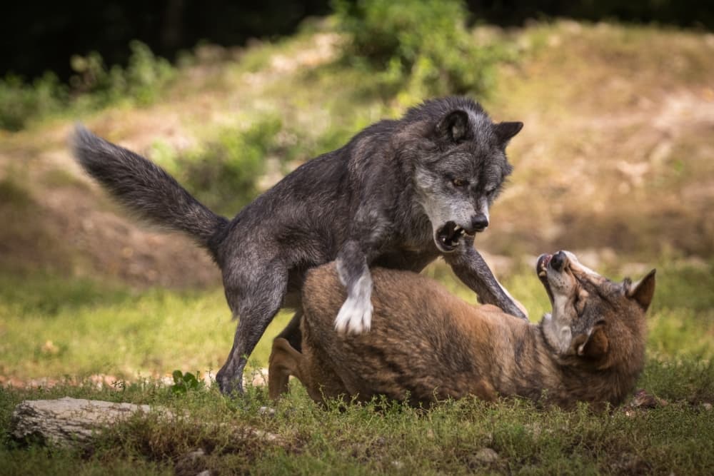 Wild Wolves Playful Fight by Sebastian Graf — canvas wall art