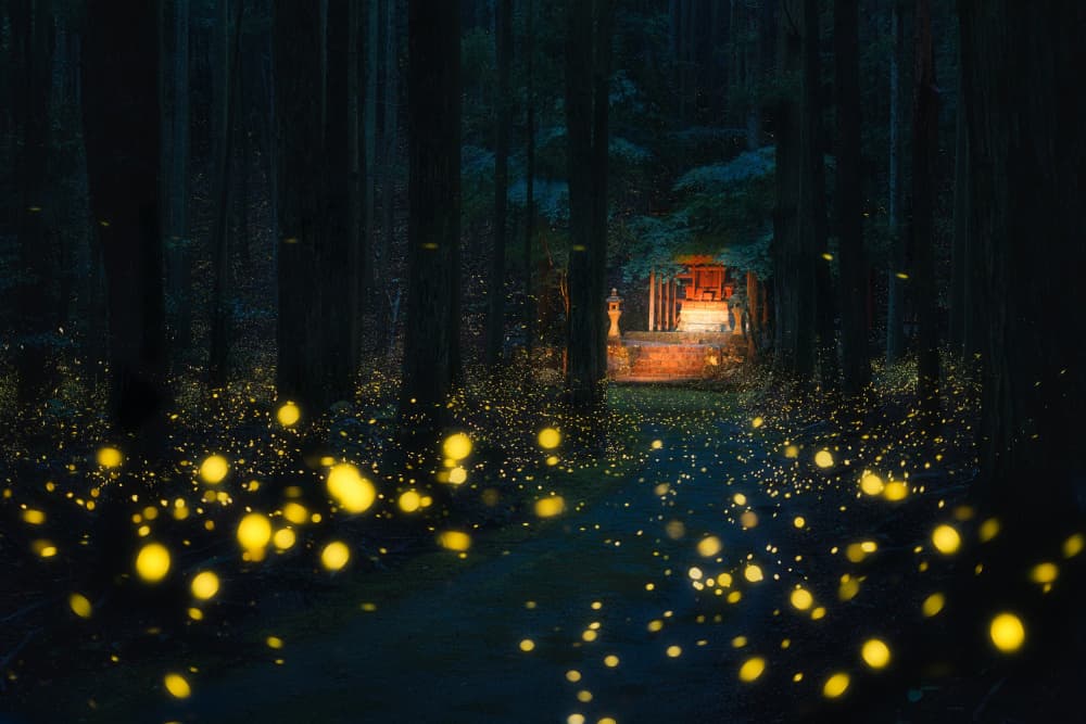Glowing Fireflies Shrine Path by Vu van quan — canvas wall art