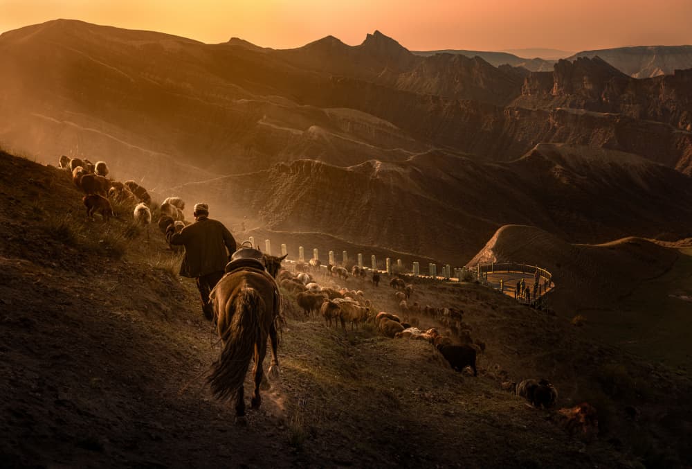 Golden Mountain Shepherd by Dennis Zhang — canvas wall art