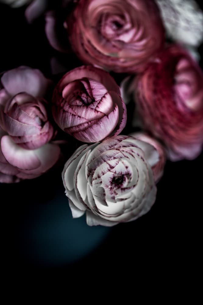 Dark Flowers 2 by Mareike Böhmer — canvas wall art