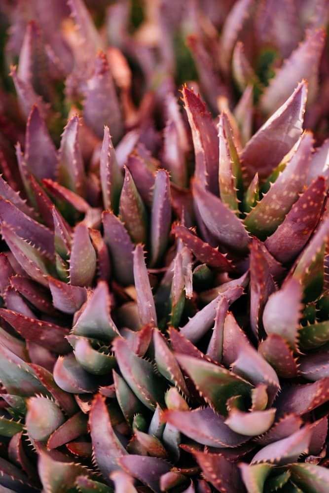 Vivid Purple Succulents by Javier Pardina — canvas wall art