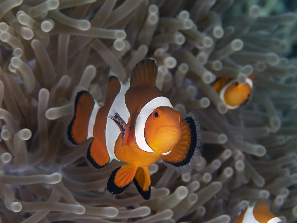 Underwater Clownfish Pair by Ilan Ben Tov — canvas wall art