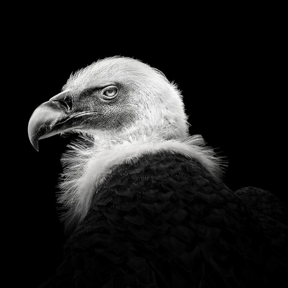 Intense Vulture Gaze by Christian Meermann — canvas wall art