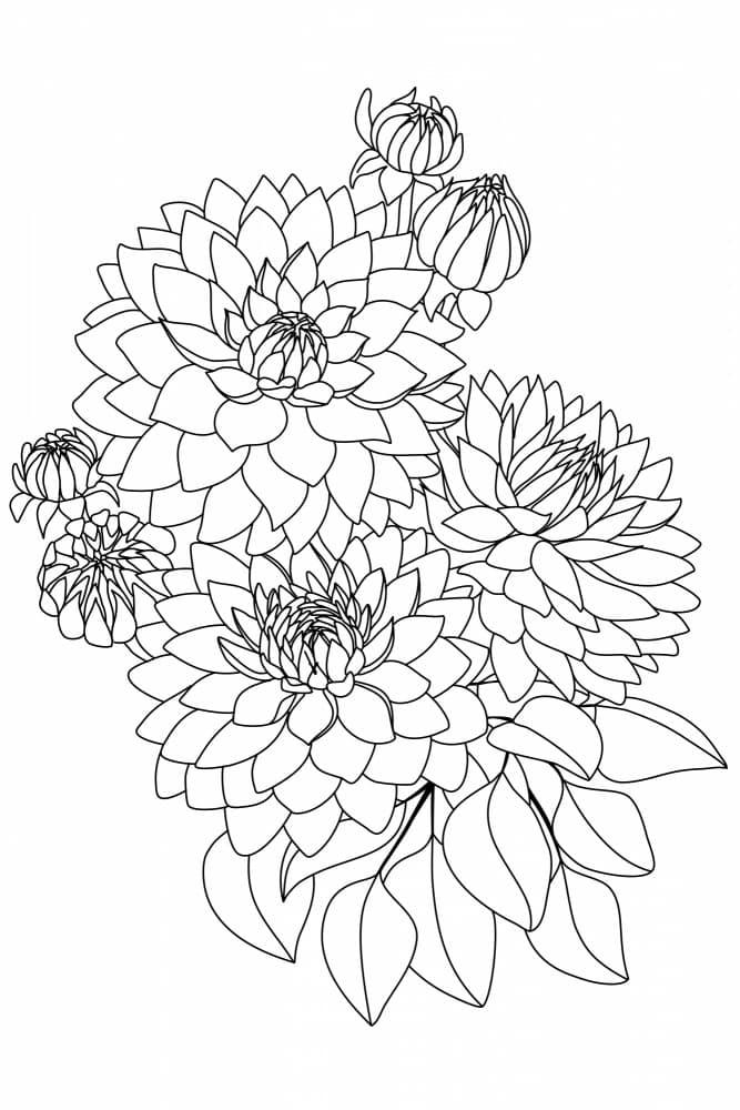 Elegant Dahlia Blooms by Rosana Laiz Blursbyai — canvas wall art