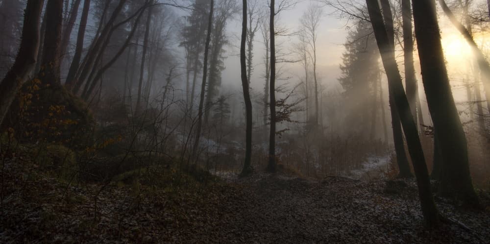 Misty Forest Sunlight by Norbert Maier — canvas wall art