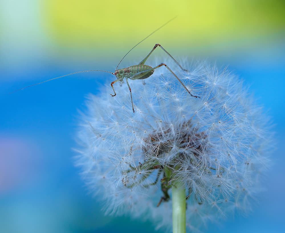 Green Cricket Dandelion by Thierry Dufour — canvas wall art