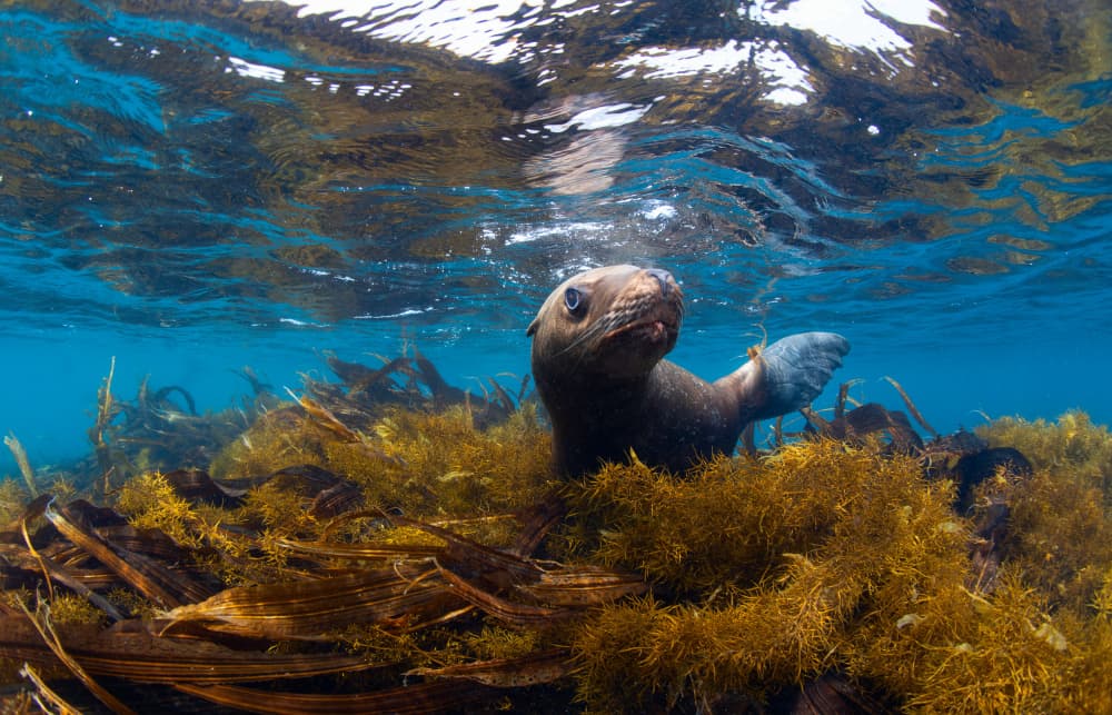 Curious Sea Lion Pup by Andrey Narchuk — canvas wall art