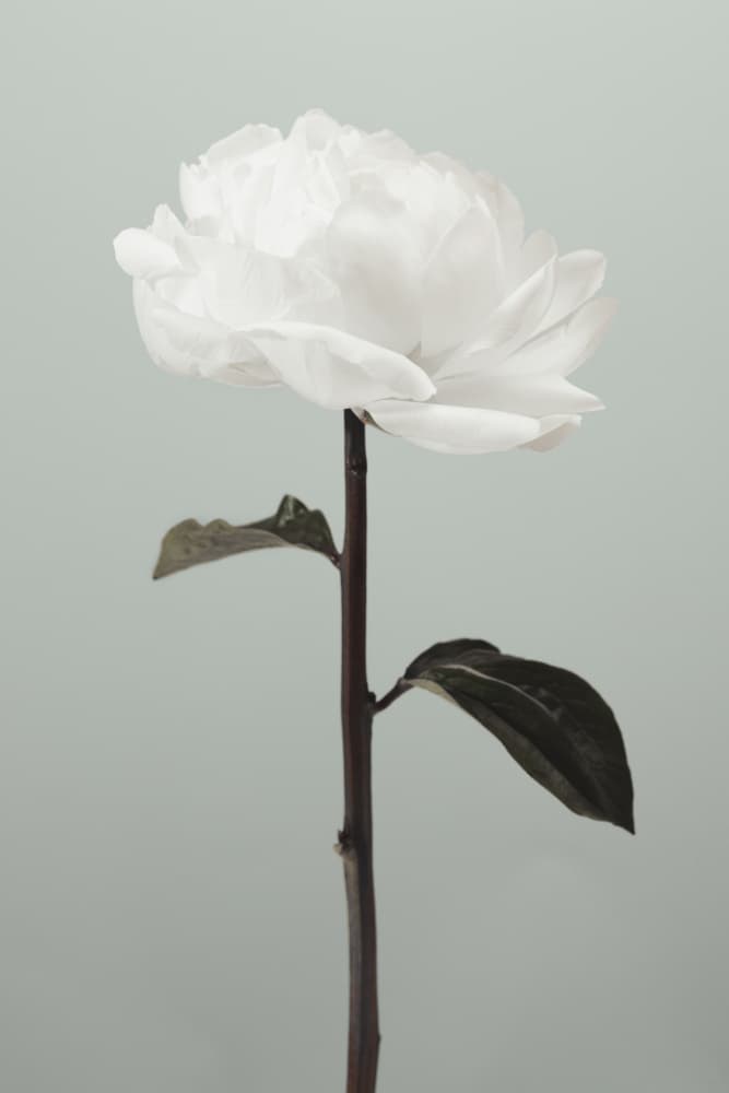 Serene White Blossom by Pictufy Studio III — canvas wall art