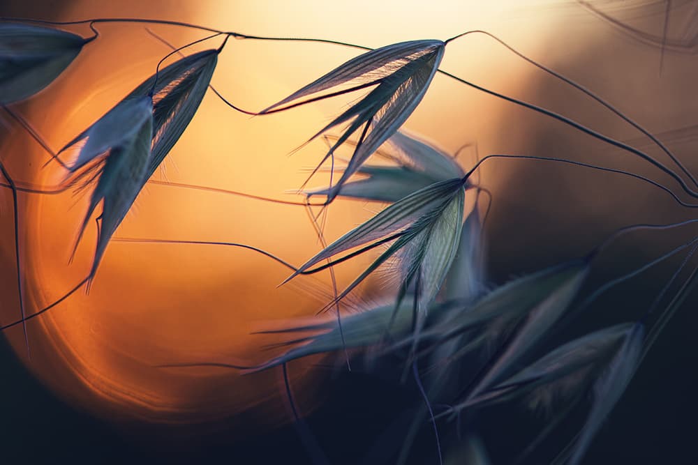 Golden Hour Oats by Dimitar Lazarov - Dim — canvas wall art