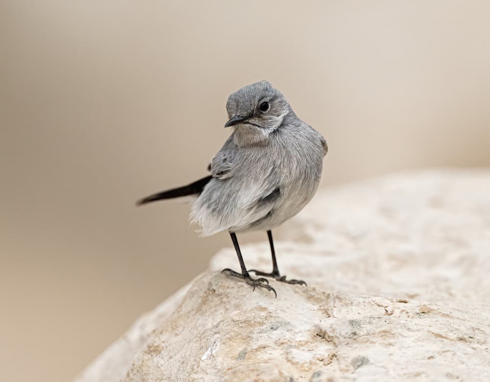 Fluffy Grey Bird by Eldad Levin — canvas wall art