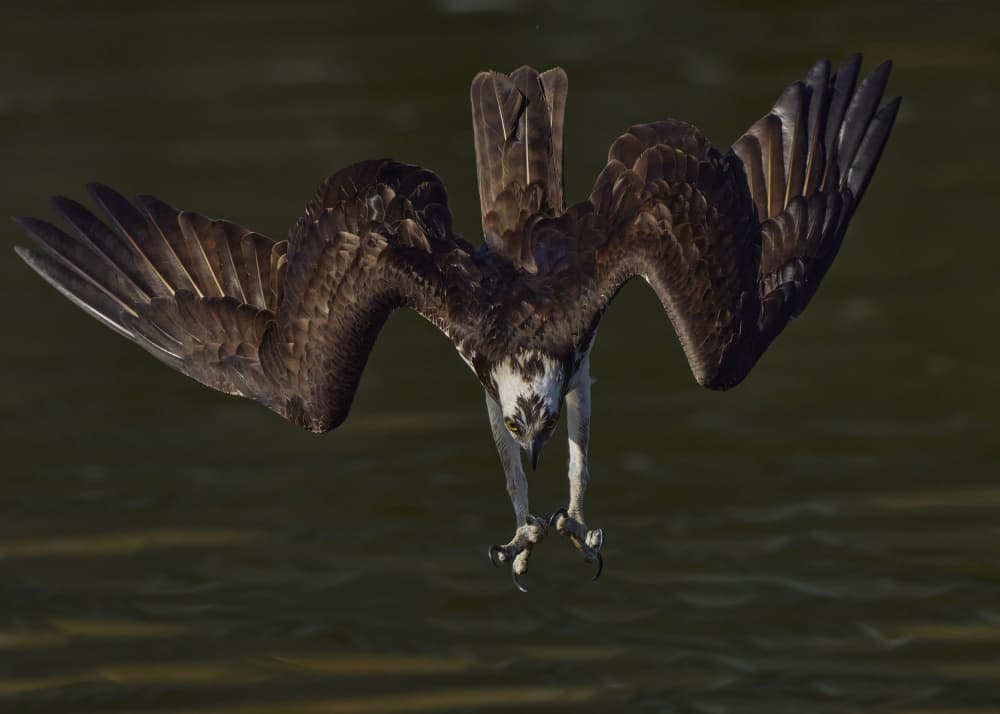 Osprey Hunting Dive by Johnny Chen — canvas wall art