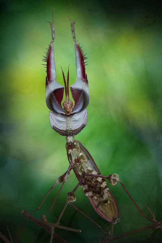 Ornate Praying Mantis by Jimmy Hoffman — canvas wall art
