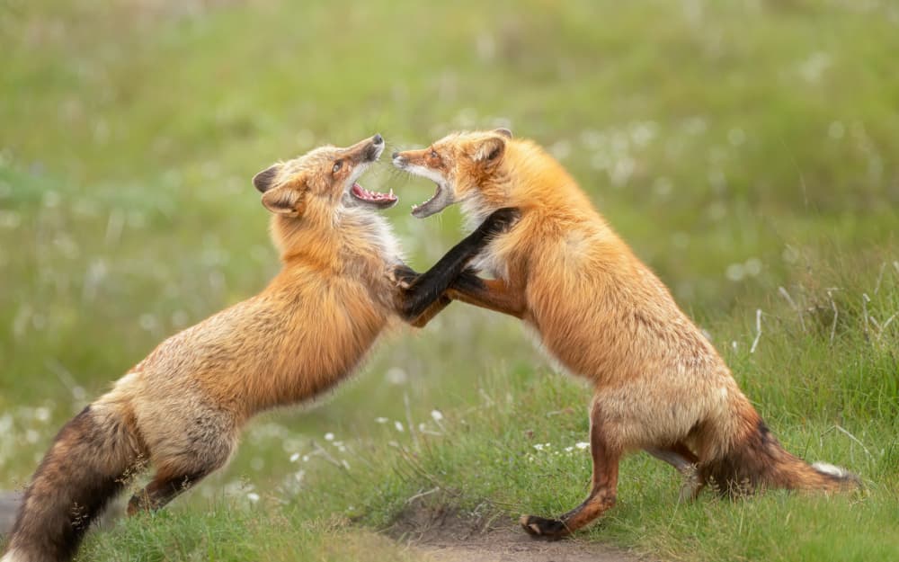 Red Fox Play Fight by Joan Zhang — canvas wall art