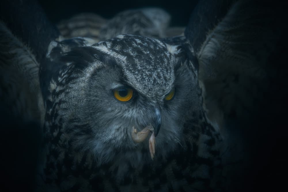 Intense Owl Gaze by Milos Lach — canvas wall art