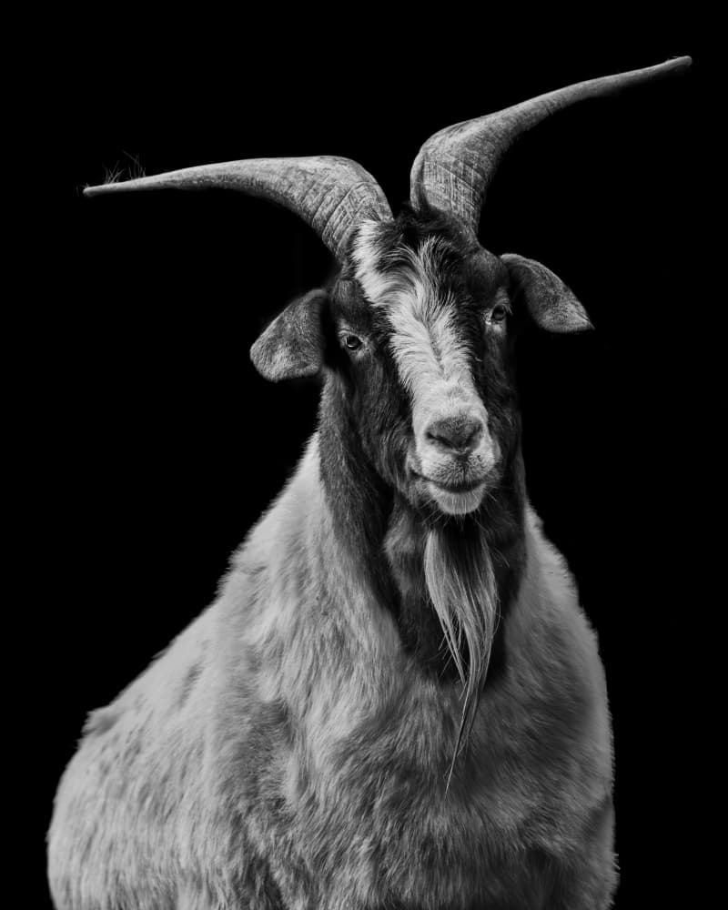 Majestic Billy Goat by Eiji Yamamoto — canvas wall art