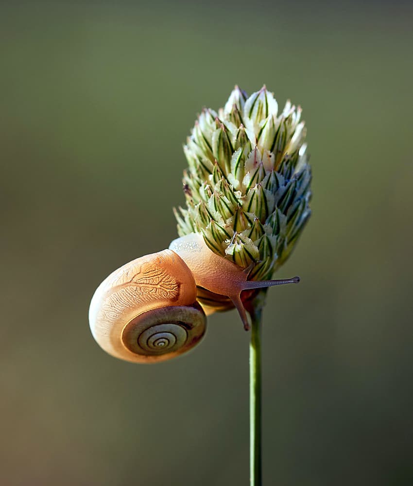 Peaceful Snail on Plant by Riccardo Mazzoni — canvas wall art