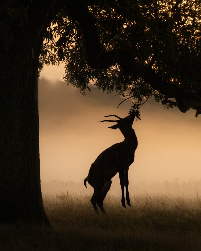 Misty Stag Feeding by Kutub Uddin — canvas wall art