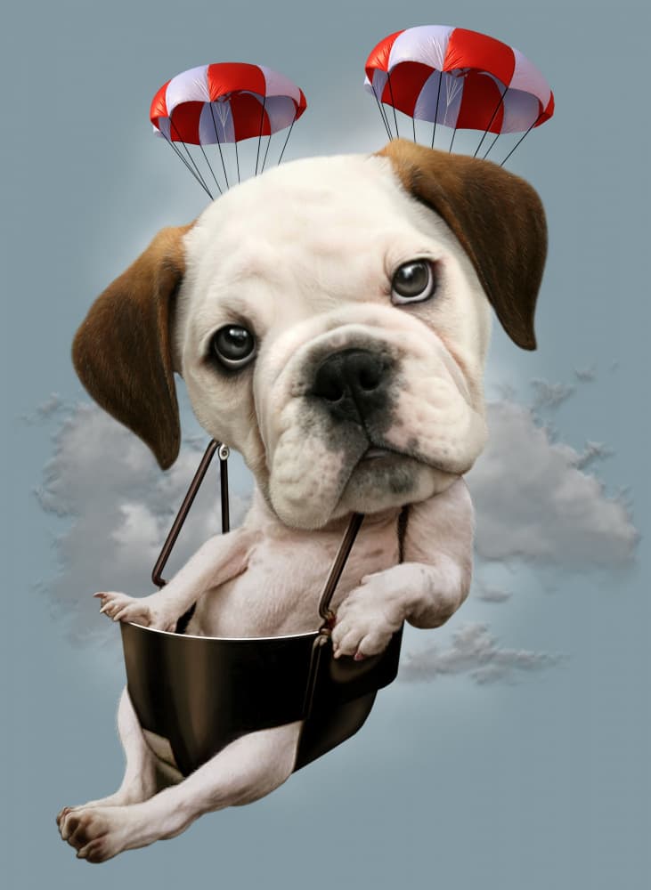Flying Bulldog Puppy by Adam Lawless — canvas wall art