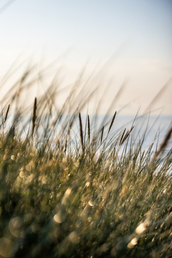 Field of Light by Mareike Böhmer — canvas wall art