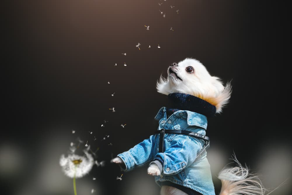 Whimsical Puppy Dandelion by Lienjp — canvas wall art