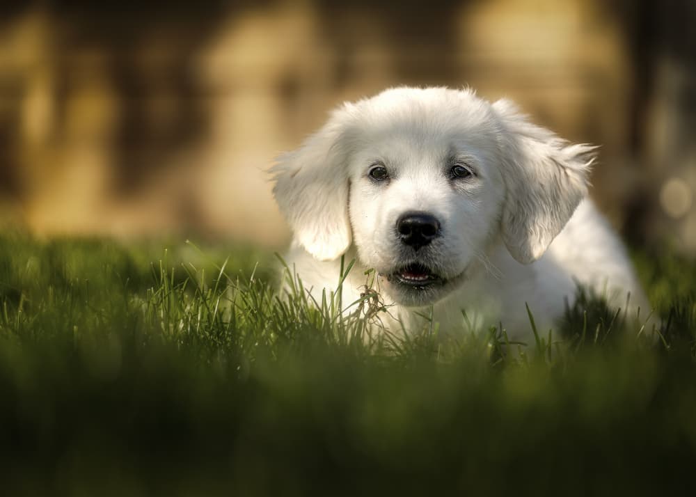 Golden Puppy in Grass by Christiane Heggemann — canvas wall art