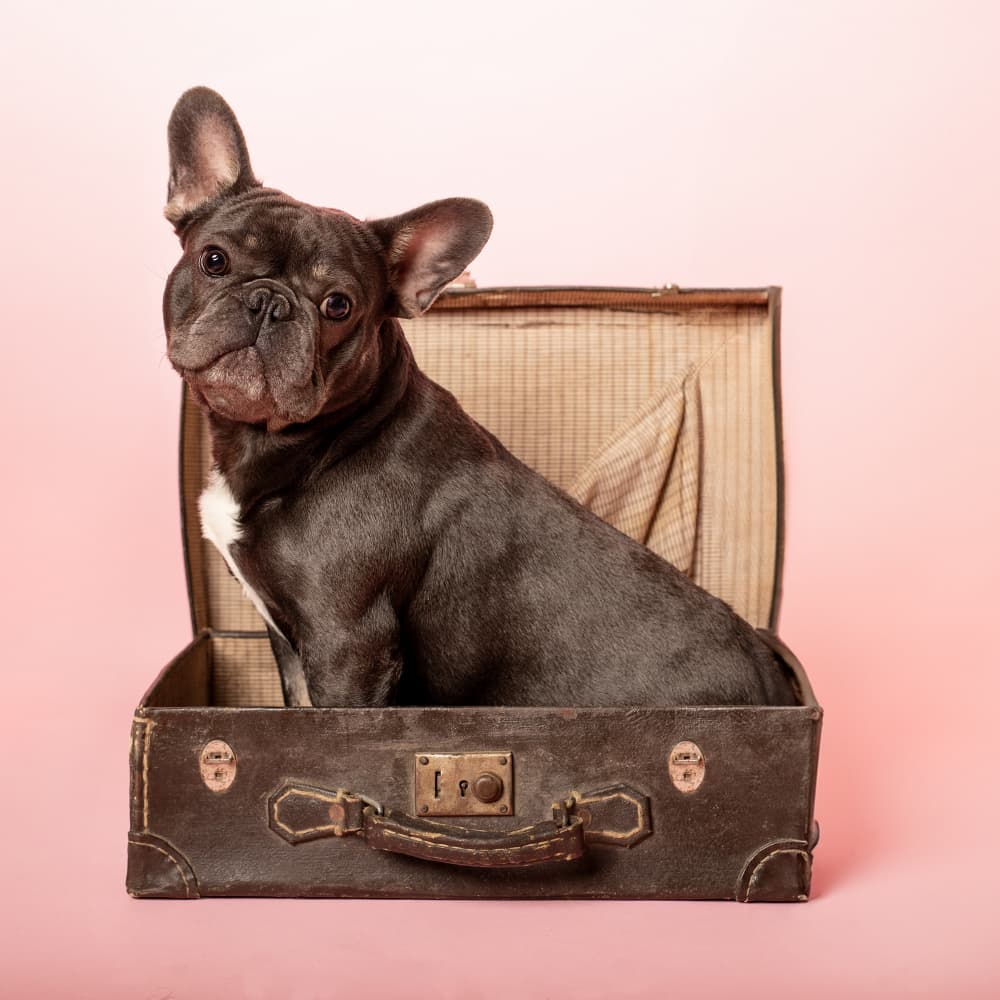 Frenchie In Suitcase by Raluca Arhire — canvas wall art