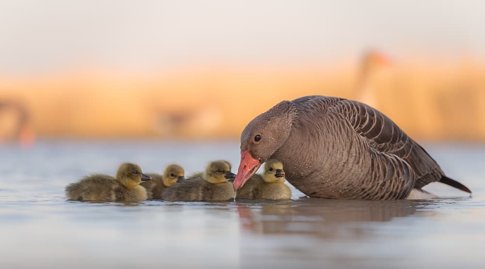 Mother Goose And Goslings by Jie Fischer — canvas wall art
