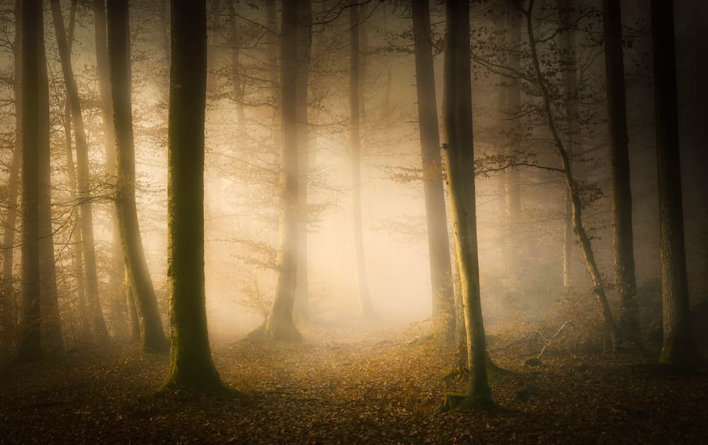 Misty Forest Light by Norbert Maier — canvas wall art