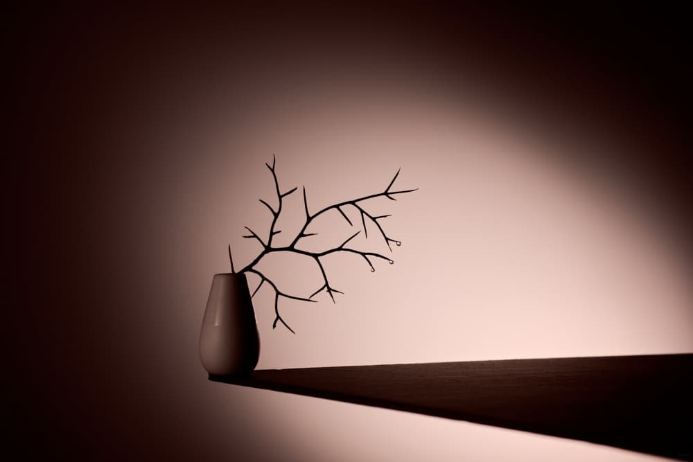 Bare Branch Shadow Play by Drazen Sokac — canvas wall art