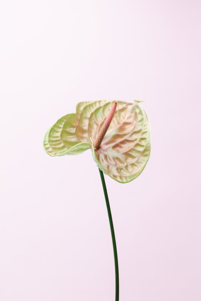 Pastel Anthurium Flower by Pictufy Studio III — canvas wall art