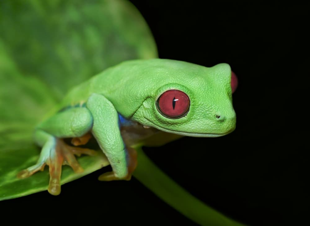 Vivid Red Eyed Frog by Ferdinando Valverde — canvas wall art