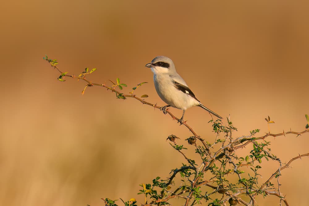 Perched Grey Shrike by Mike He — canvas wall art