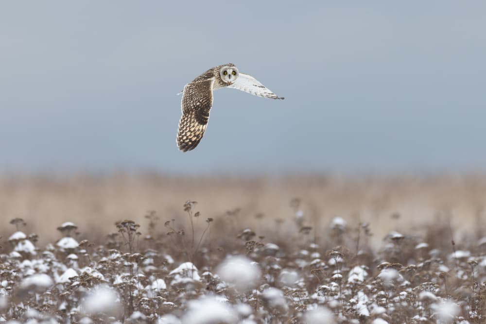 Winter Owl Flight by Tony Xu — canvas wall art