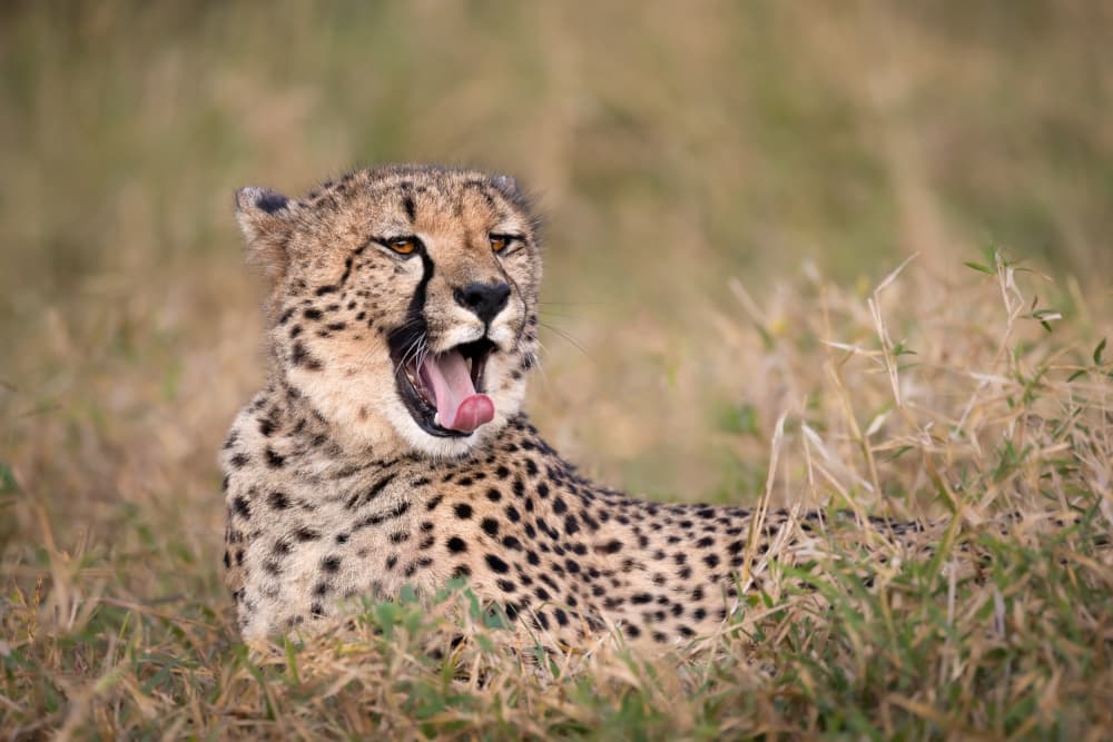 Wild Cheetah Yawn by Mark Strom — canvas wall art