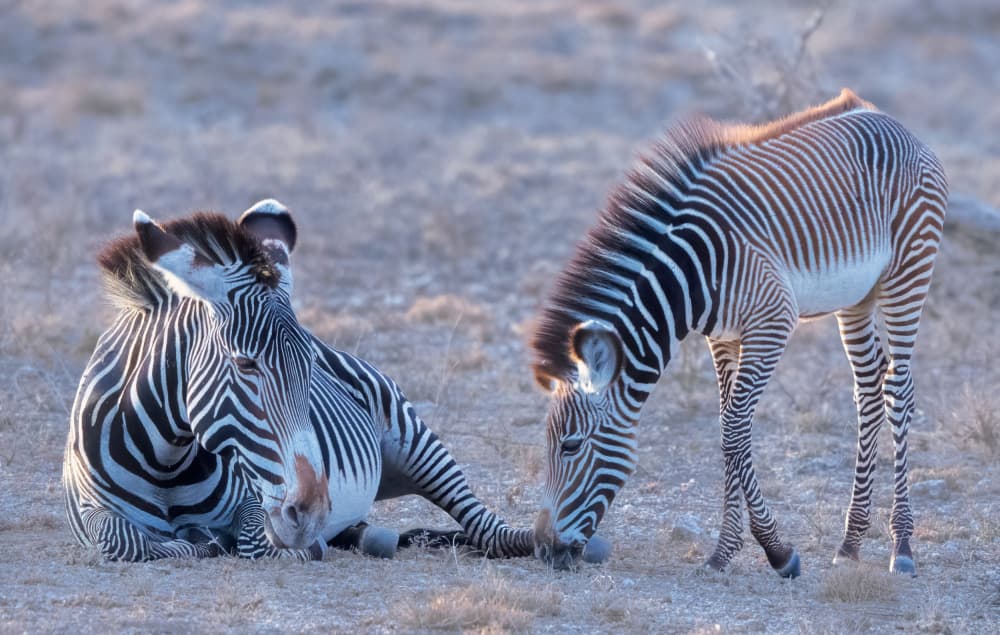 Zebras Resting and Grazing by MIN LI — canvas wall art